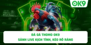 Đá Gà Thomo OK9 – Sảnh live kịch tính, kèo rõ ràng