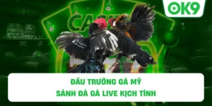 Chọi Kê Cựa Sắt OK9 – Trải Nghiệm Đá Gà Live Kịch Tính